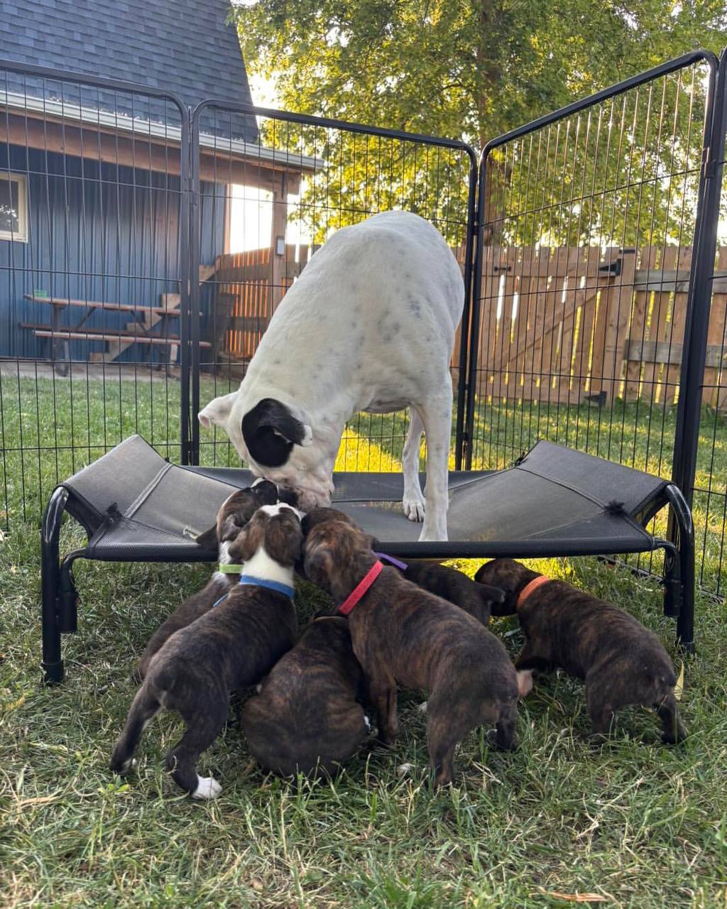 Family with Boxer Cat